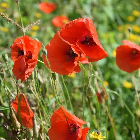 Pensión Slapen Bij Uppruna