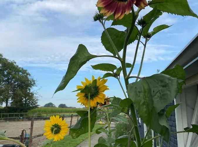 Slapen Bij Uppruna 4* Chaam