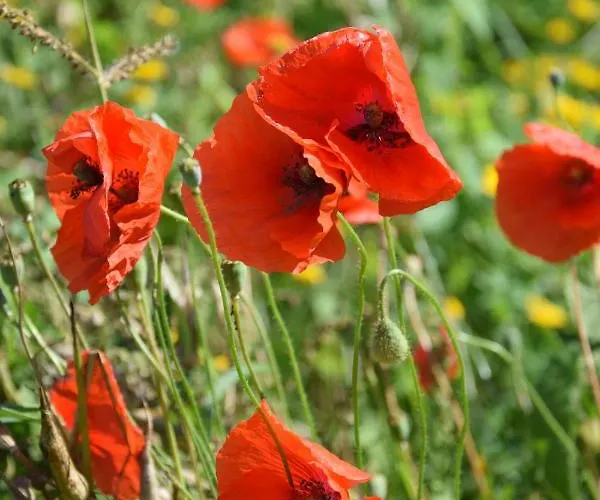 Πανσιόν Slapen Bij Uppruna