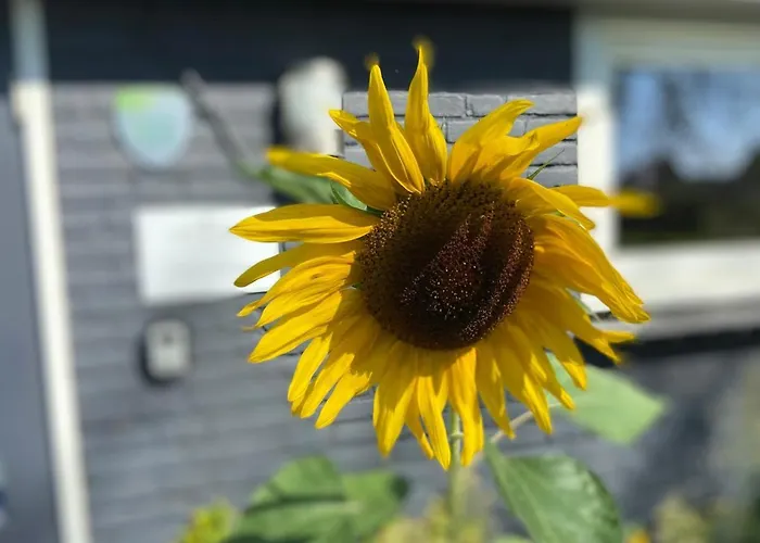 Slapen Bij Uppruna Πανσιόν Chaam