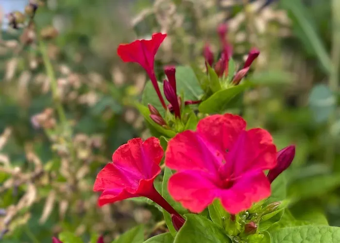 Slapen Bij Uppruna Πανσιόν Chaam