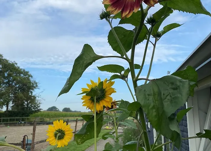 Slapen Bij Uppruna 4*